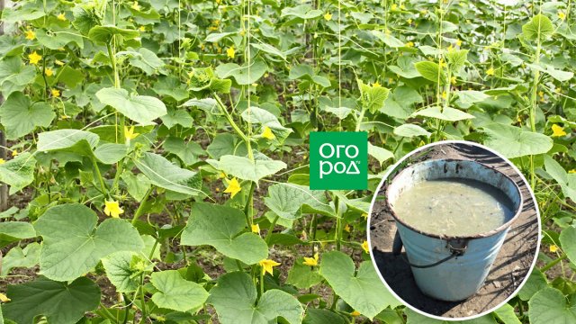 ¿Con qué frecuencia alimentar a los pepinos?