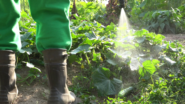 Cómo alimentar pepinos durante la floración y la fructificación para aumentar el rendimiento.