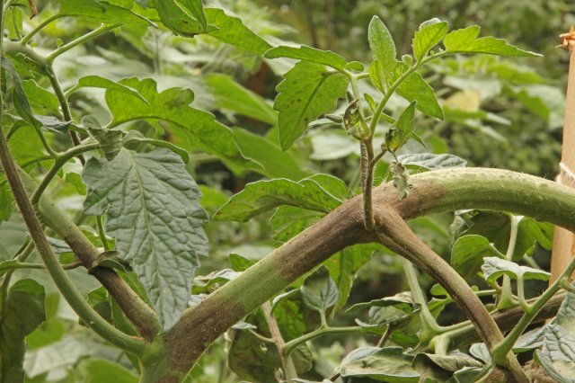 Cómo combatir el tizón tardío en los tomates en un invernadero: qué y cómo tratar los arbustos