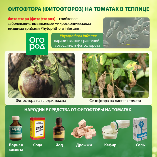 Diagrama de Phytophthora en un invernadero