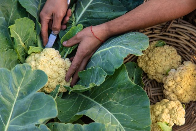 Cómo conservar la coliflor