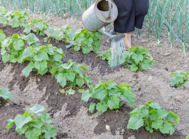 Cómo cuidar los pepinos en campo abierto