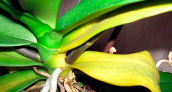 Cómo cuidar una orquídea en casa: foto, cuidados, tipos, descripción, reproducción, planta de interior.