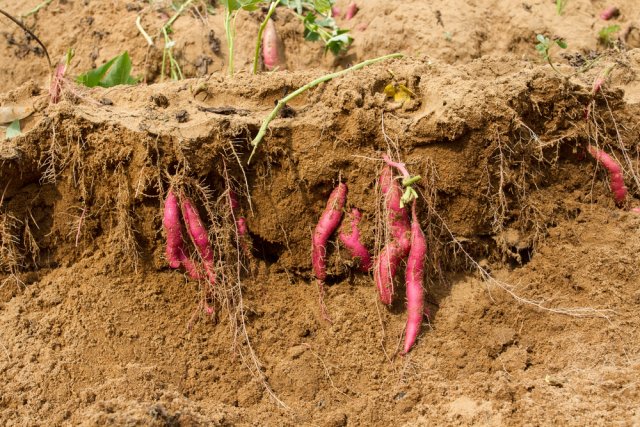Cómo cultivar batatas y qué hacer con ellas después