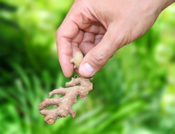 Cómo cultivar jengibre en el campo: todo sobre la plantación, el cuidado y el almacenamiento