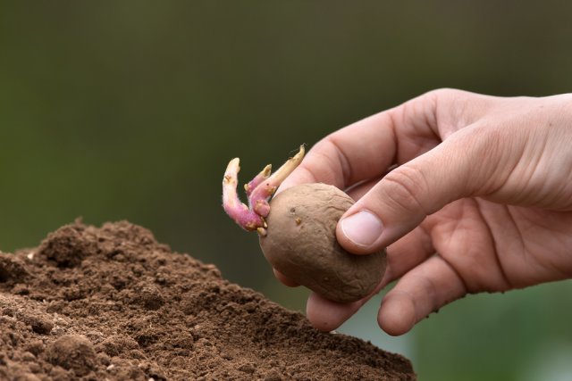 Cómo cultivar patatas en un apartamento