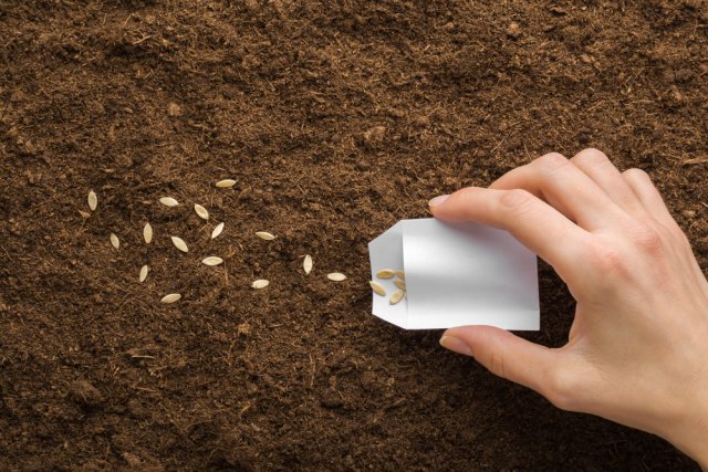 Cómo cultivar pepinos sin precedentes: 9 consejos probados