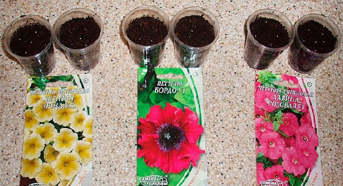 Cómo cultivar plántulas de petunia en casa: fotos, cuidados, tipos, descripción, reproducción.