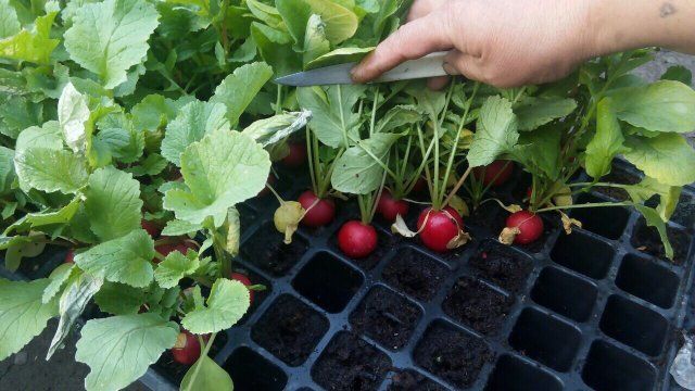 Cómo cultivar rábanos tempranos sin químicos