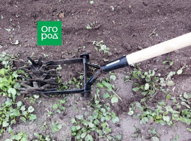 Cómo cultivar tomates sin plántulas