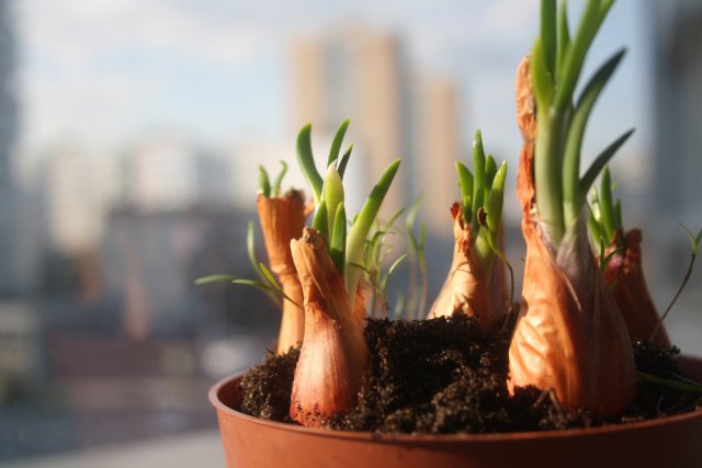 Cómo cultivar verduras en un apartamento