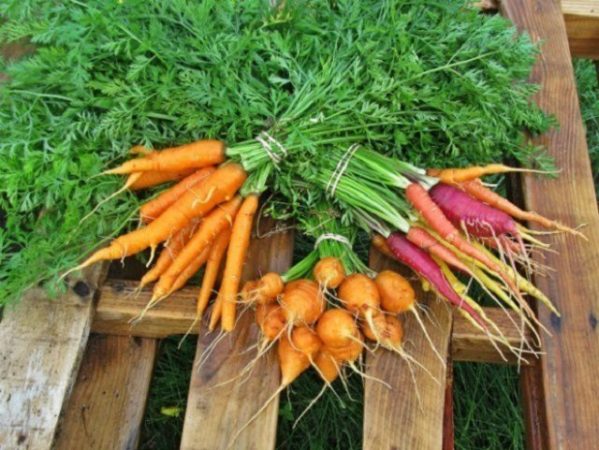 Cómo cultivar zanahorias en suelo franco: 4 pasos para una buena cosecha