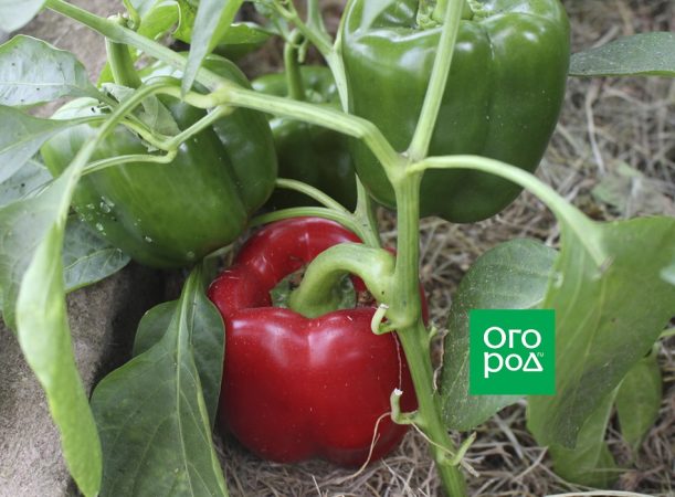Cómo recolectar semillas de pimiento
