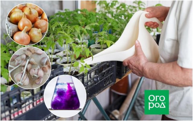 Cómo regar las plántulas para que no enfermen: remedios caseros y profesionales