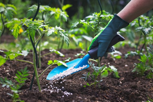 Cómo saber si es hora de alimentar a los tomates