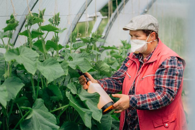 Cómo tratar los pepinos de enfermedades y plagas durante la fructificación.