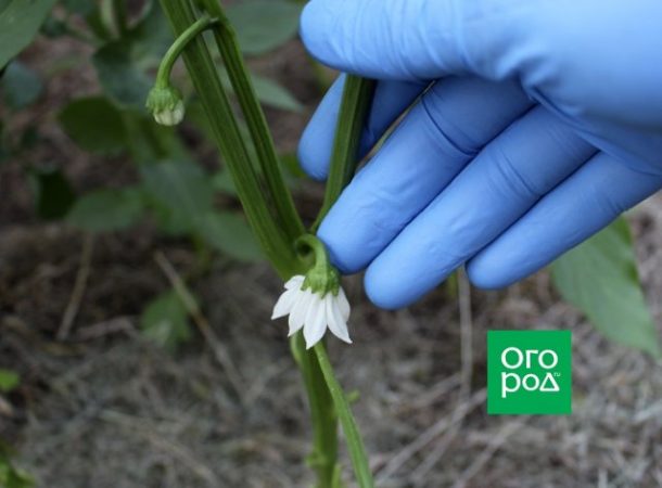 Cómo y por qué pellizcar los pimientos