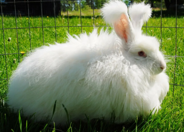 Conejos de raza Angora: foto, descripción y cuidados.
