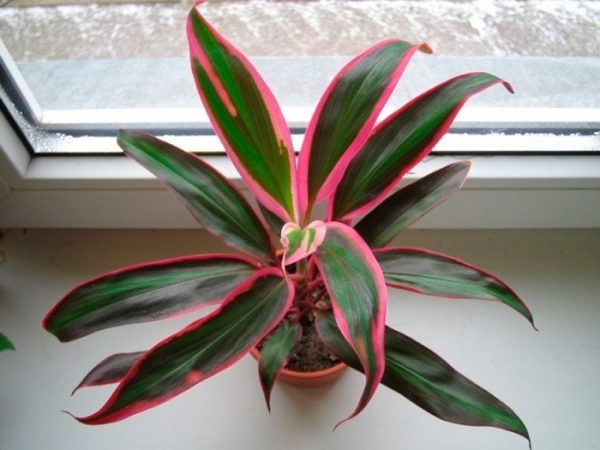 Cordilina – foto, cuidados, especie, descripción, propagación, planta de interior