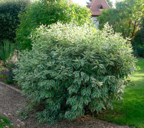 Cornejo blanco: foto, plantación, cuidados, cultivo, descripción, tipos