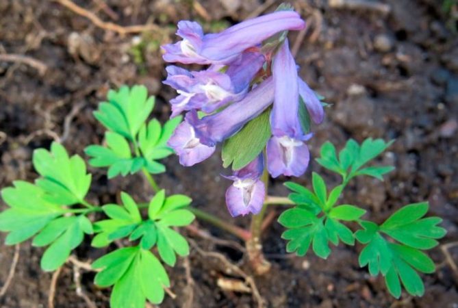 Corydalis - foto, cuidados, especie, descripción, reproducción
