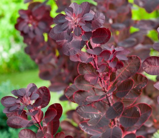 Cotinus - foto, cuidados, especie, descripción, reproducción