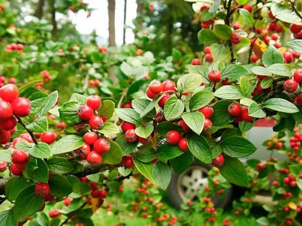 Cotoneaster - foto, cuidados, especies, descripción, propagación