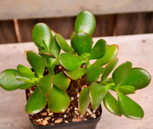 Crassula – foto, cuidados, especie, descripción, propagación, planta de interior