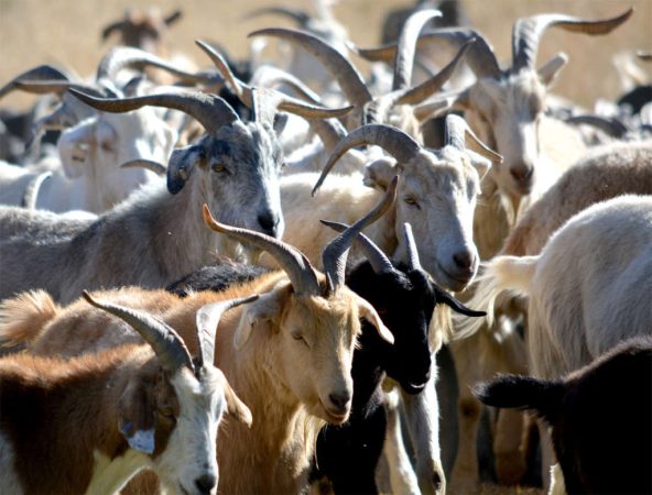 Cría de cabras en casa para principiantes