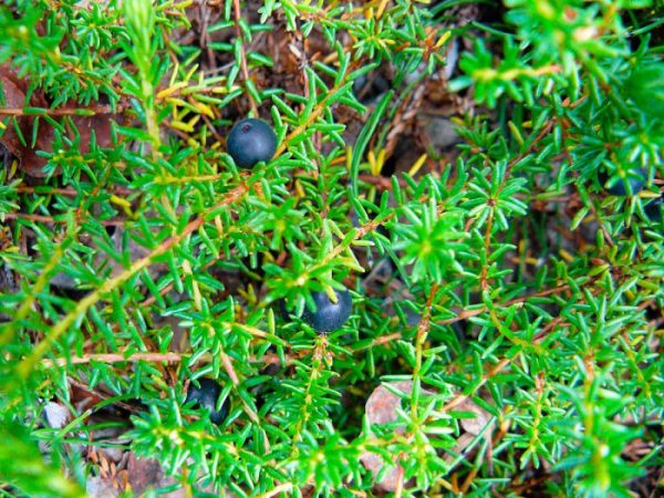Crowberry (crowberry) - foto, cuidados, tipos, descripción, reproducción
