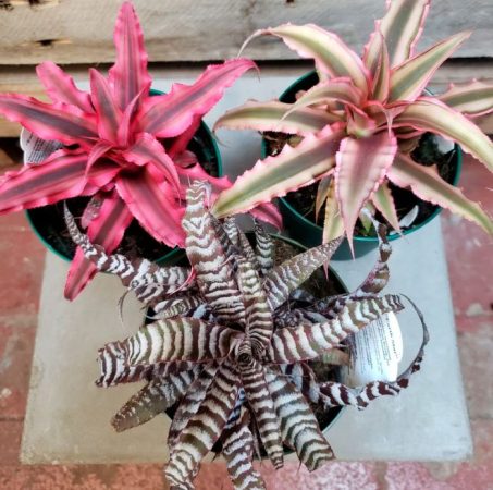 Cryptanthus - foto, cuidados, especie, descripción, propagación, planta de interior