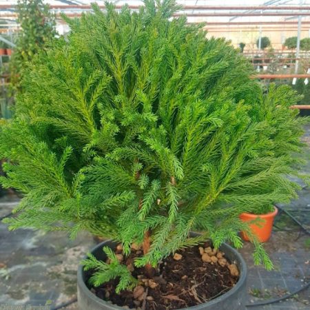 Cryptomeria japonica - foto, cuidados, especie, descripción, propagación, planta de interior