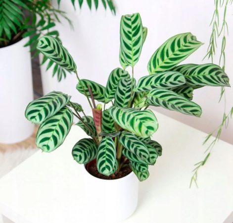 Ctenanta - foto, cuidados, especie, descripción, propagación, planta de interior