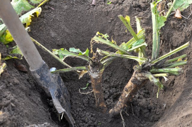 Cuándo desenterrar rábano picante para hacerlo lo más picante posible