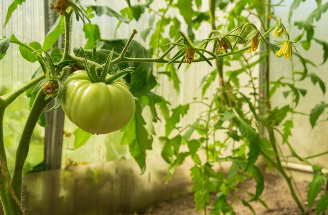 Cuándo pellizcar las puntas de los tomates en invernadero y campo abierto