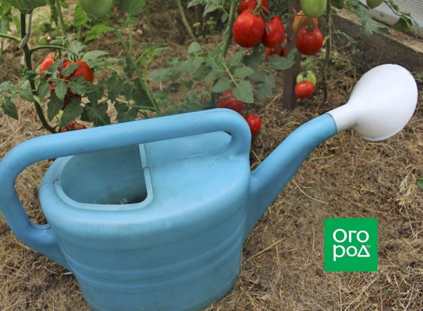 Cuidado de los tomates en agosto