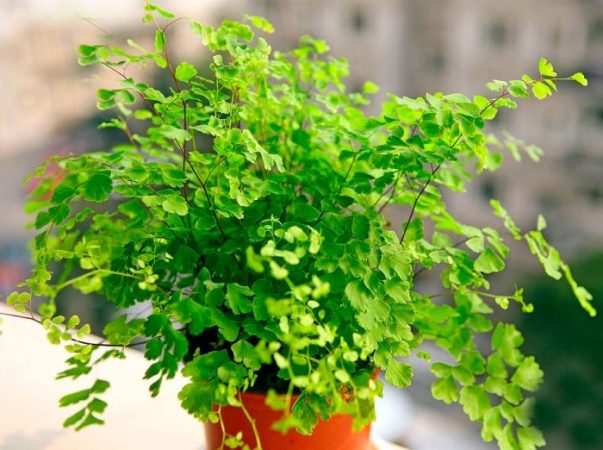 Culantrillo (Adiantum) - foto, cuidados, especie, descripción, reproducción, planta de interior