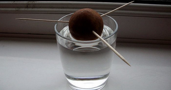 Cultivo de aguacate en casa: foto, cuidados, tipos, descripción, propagación, planta de interior.