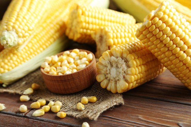 Cultivo de maíz en el campo: revelando los secretos de un alto rendimiento