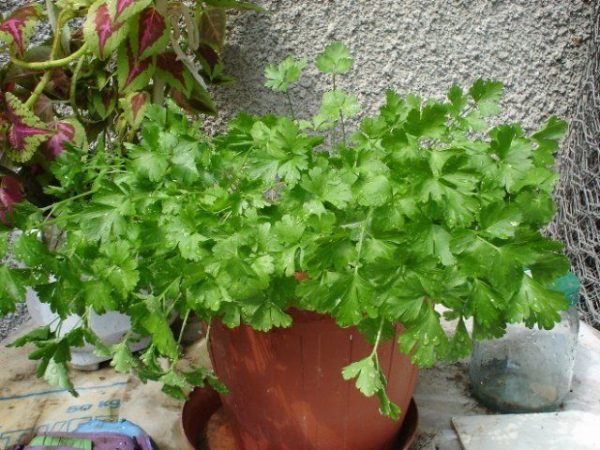 Cultivo de perejil a partir de plántulas