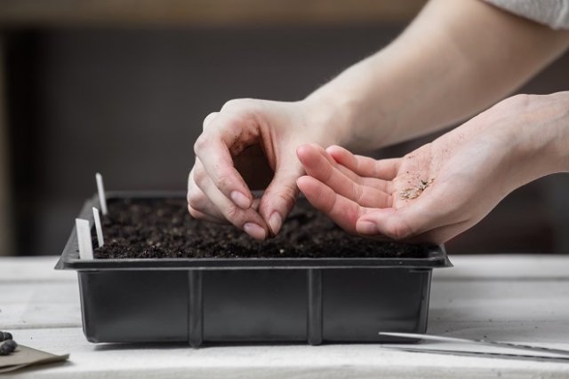 Cultivo de plántulas de pimiento y berenjena en 2019: Calendario de trabajo lunar
