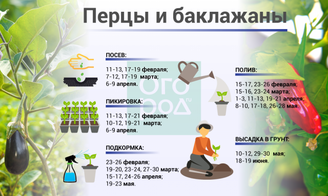 Calendario lunar pimiento y berenjena