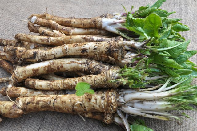 Cultivo de rábano picante: cuál elegir, cuándo plantar, cómo limitar