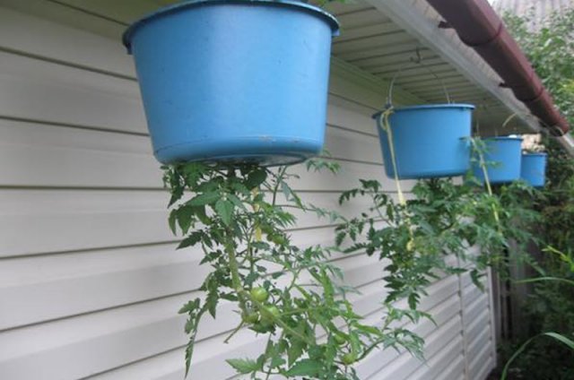 Cultivo de tomates al revés: experimentos del Club de Productores de Tomate