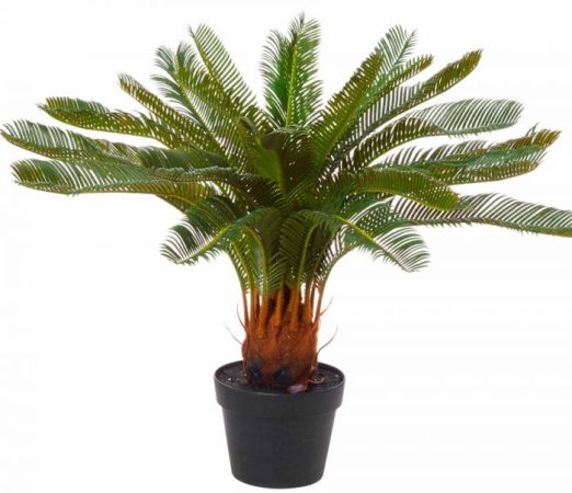Cycas – foto, cuidados, especies, descripción, propagación, planta de interior