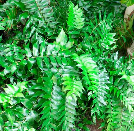 Cyrtomium - foto, cuidados, especie, descripción, propagación, planta de interior