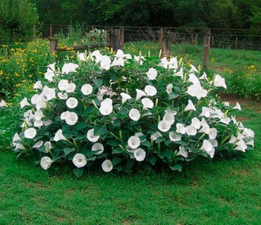 Datura - foto, plantación, cuidados, cultivo, descripción, tipos