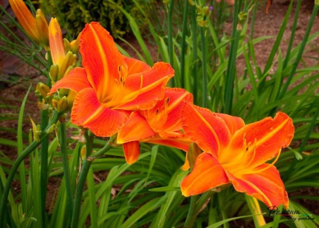 Daylily - foto, cuidados, especies, descripción, propagación