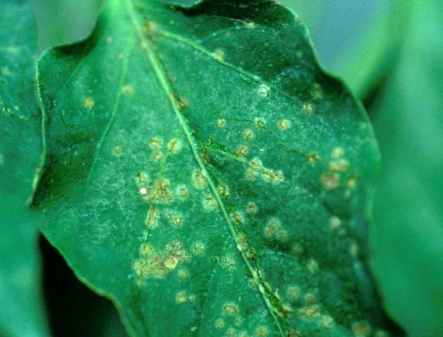 cáncer bacteriano