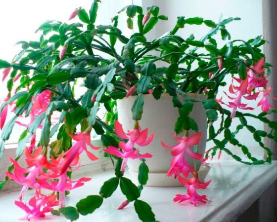 Decembrista (Schlumbergera): foto, cuidados, especie, descripción, reproducción, planta de interior